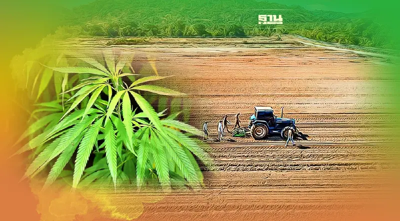 ESG เริ่มลงแปลงปลูกกัญชง 768,000 ต้น คาดส่งพร้อมCBDล็อตแรกมีนาคมนี้