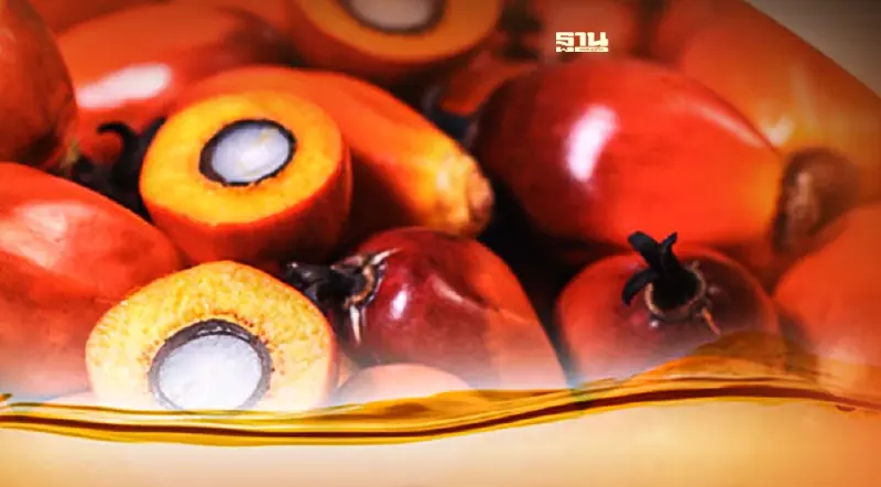 ราคาปาล์มน้ำมันไทยอาจลดลงมาอยู่ที่ 4.5-6.5 บาทต่อกก. ใน Q2/2565