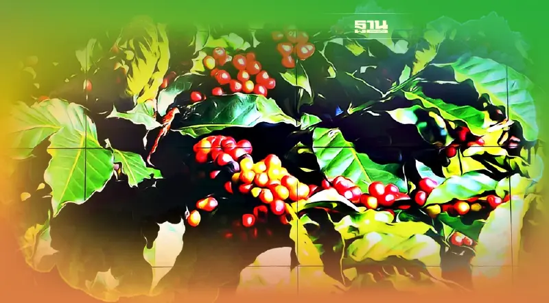 ทีเส็บจัดเอกซ์โป"ชา-กาแฟ"ใหญ่สุดภาคเหนือปั้นเป็นศูนย์กลางโลก