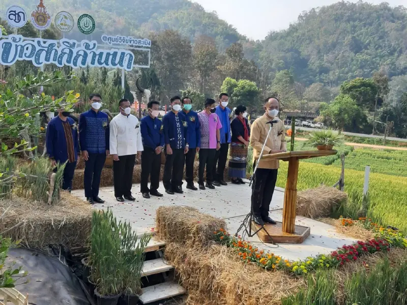 กรมการข้าว เร่งผลักดันข้าวสาลี ส่งเสริมเกษตรกรแปลงใหญ่