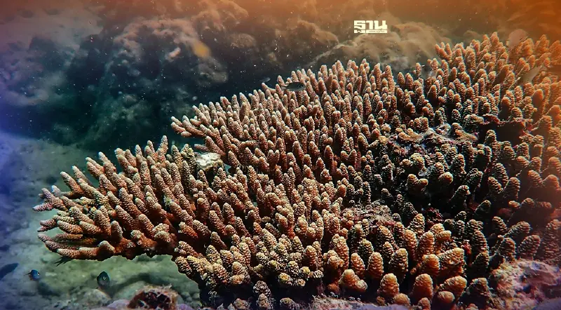 ดูภาพล่าสุด "ปะการัง-หญ้าทะเล-สัตว์น้ำ" เขาแหลมหญ้า-เกาะเสม็ด "ปกติ"