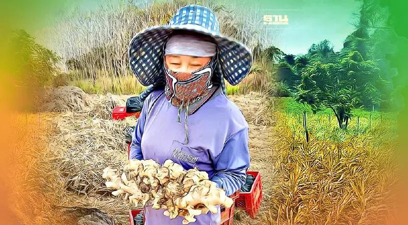 แม็คโครผนึกกรมส่งเสริมการเกษตร ช่วยเกษตรกรผู้ปลูกขิงเพชรบูรณ์ฝ่าวิกฤติ