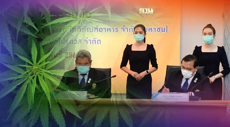 ม.เกษตร จับมือซีพีเอฟ – ซีพีพี ลุยโครงการวิจัยปรับปรุงพันธุ์กัญชา