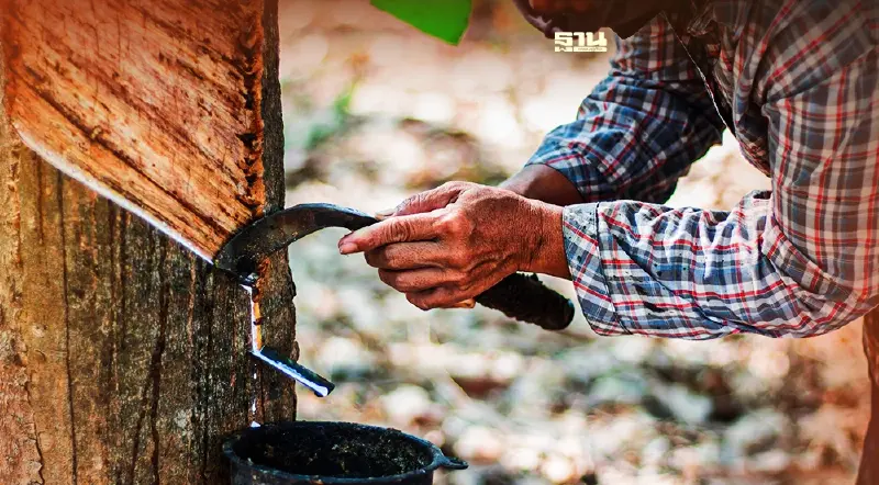 เงินประกันรายได้ยางพารา งวด 4 เข้าวันไหน ชาวสวนรับส่วนต่างเมื่อไหร่เช็คเลย