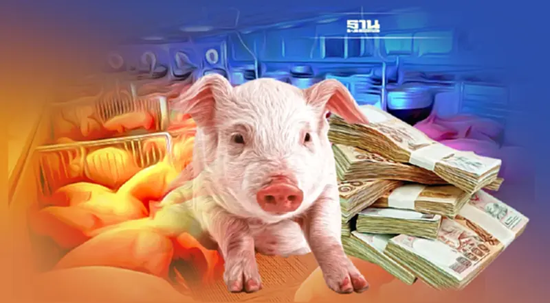 หมูหน้าฟาร์มโลละร้อย "โรงงานแปรรูป" ระส่ำ ร้องขอนำเข้า หมูหน้าฟาร์มโลละร้อย "โรงงานแปรรูป" ระส่ำ ร้องขอนำเข้า
