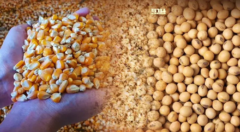 หวั่นวิกฤติขาดแคลนอาหารสัตว์ วัตถุดิบพุ่งกระฉูด จี้รัฐเร่งแก้