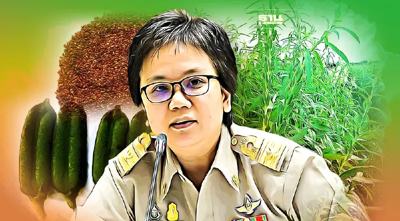 เปิดตัว งาแดงพันธุ์ใหม่ “อุบลราชธานี 3” ให้ผลผลิตสูงกว่า 200 กิโลกรัม/ไร่