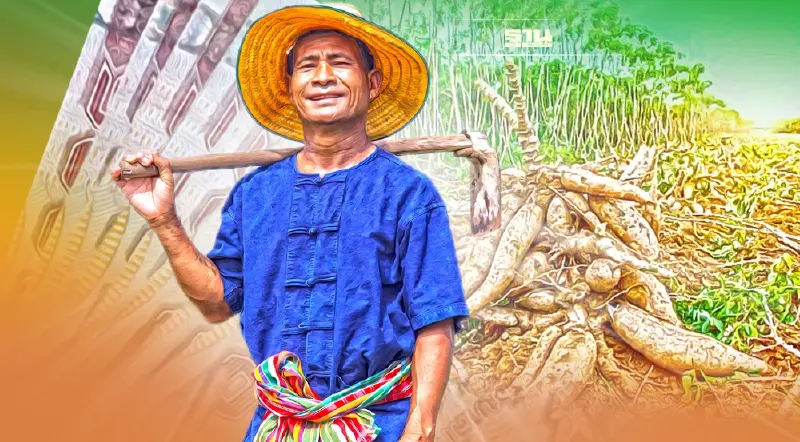 ประกันรายได้มันสำปะหลัง ชาวไร่ยิ้ม ราคาพุ่งกก.ละ2.65บาท