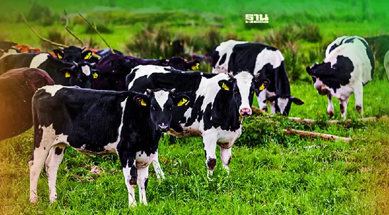 ติงส์ ออน เน็ต - แฮปปี้ เวนเจอร์ส ปฏิวัติปศุสัตว์ไทย สู่ ‘เกษตรอัจฉริยะ’