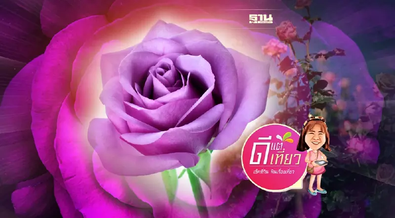 อินเทรนด์จุดเช็คอินใหม่ ‘ดอกกุหลาบสีม่วง’ บานสะพรั่งเต็มทุ่งบวกเต๋ย