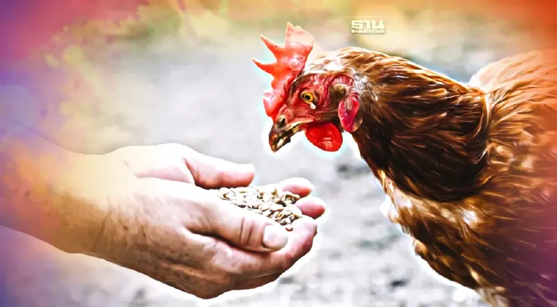 สงครามรัสเซีย-ยูเครน ทำวัตถุดิบอาหารสัตว์พุ่งกระฉูด