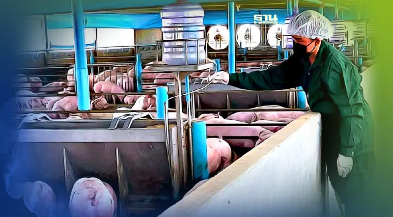 ทางเลือกเกษตรกรเลี้ยงหมูในยาม ASF มาเยือน 