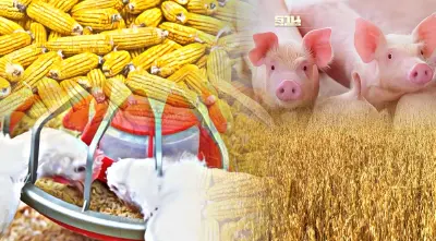 ข้าวโพด-ข้าวสาลี-กากถั่วฯ พุ่งไม่หยุด อาหารสัตว์จี้พาณิชย์ปลดล็อกคุมราคา