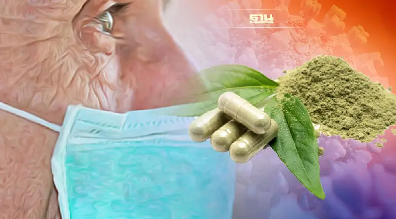 ผู้สูงอายุติดเชื้อโควิด ทานฟ้าทะลายโจรอย่างไรให้ปลอดภัย