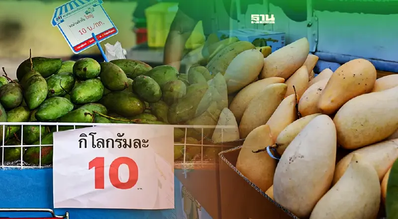 คนรักมะม่วงมามุงตรงนี้”พาณิชย์”ขนมะม่วงราคาถูกมาขายช่วยชาวสวน