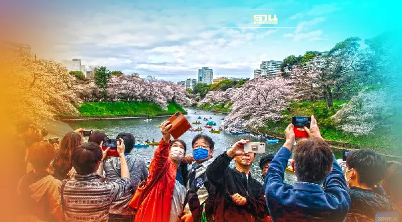 ชม "ดอกซากุระ" บานสะพรั่งเต็มที่แล้วในกรุงโตเกียว