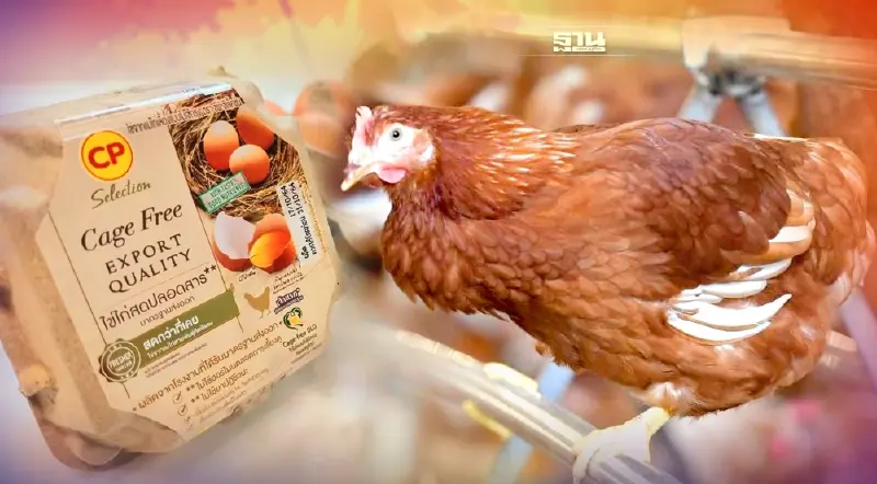 ซีพีเอฟเพิ่มผลิตไข่ไก่ Cage Free 20 ล้านฟอง ชิมรางส่งออกเสิร์ฟตลาดฮ่องกง