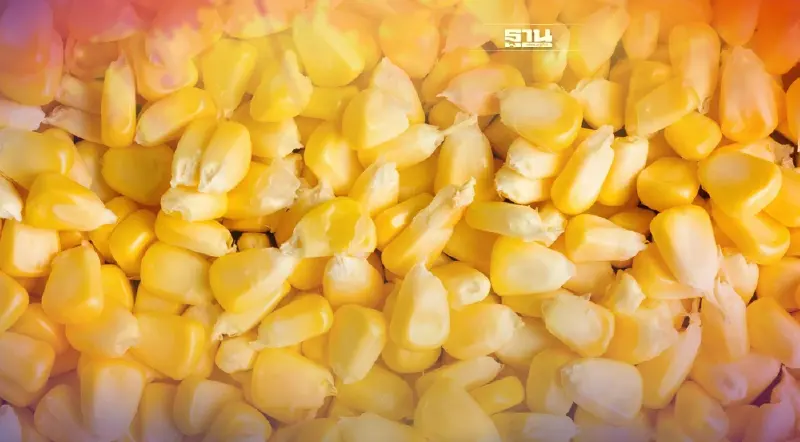 จี้ คน. เร่งตรวจสต๊อกพ่อค้าข้าวโพด อย่าเป็น "มวยล้มต้มคนดู" ทางแก้ราคาพุ่ง