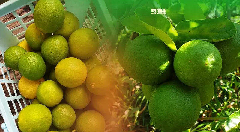 เปิด 5 เคล็ด(ไม่)ลับ วิธีเก็บ"มะนาว"ไว้ใช้ในช่วงหน้าร้อน