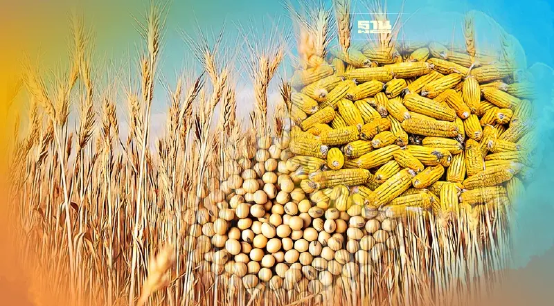 วิกฤติวัตถุดิบอาหารสัตว์ บทพิสูจน์ความจริงใจการแก้ปัญหาของภาครัฐ