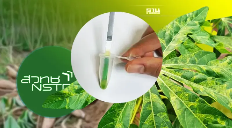 เกษตรกร เฮ! สวทช.คิดค้นชุดตรวจ "โรคใบด่างมันสำปะหลัง" สำเร็จ รู้ผลใน 15 นาที  