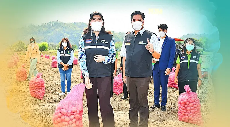 พัฒนา “หัวพันธุ์มันฝรั่ง” ป้อนอุตสาหกรรม กว่า 1.5 หมื่นล้านบาท/ปี