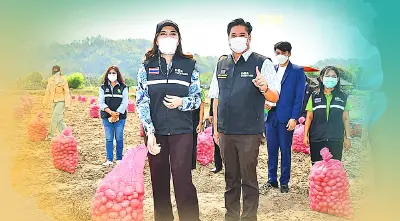 พัฒนา “หัวพันธุ์มันฝรั่ง” ป้อนอุตสาหกรรม กว่า 1.5 หมื่นล้านบาท/ปี