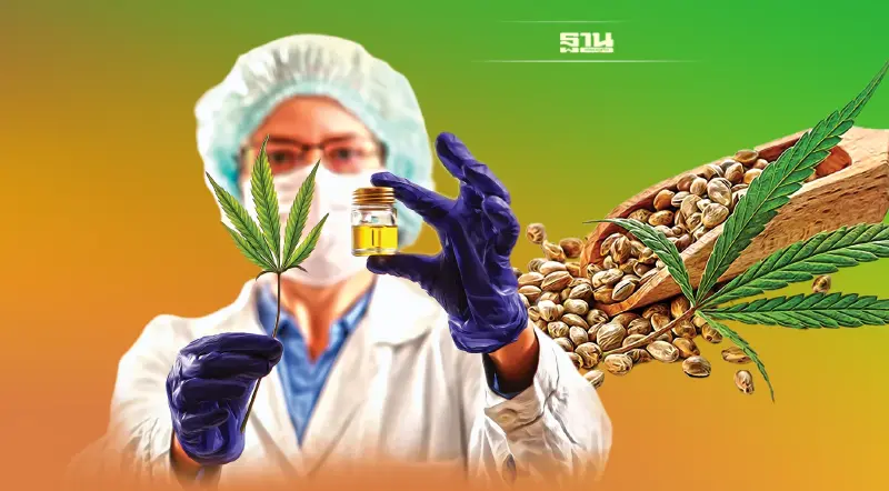 กูรูแนะมองหาต้นแบบ ดันไทยสู่ฮับ ‘กัญชง-กัญชา’เอเชีย