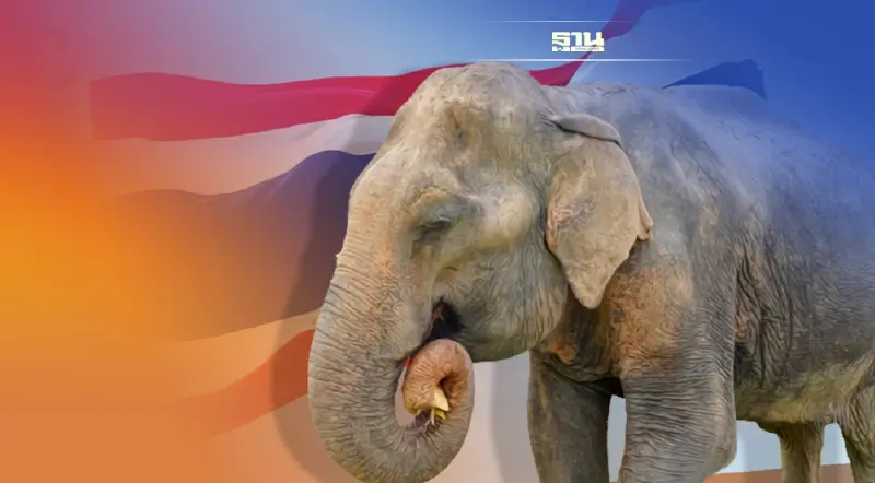 ทำไม 13 มี.ค. จึงถือเป็น “วันช้างไทย” ความหมายและที่มา