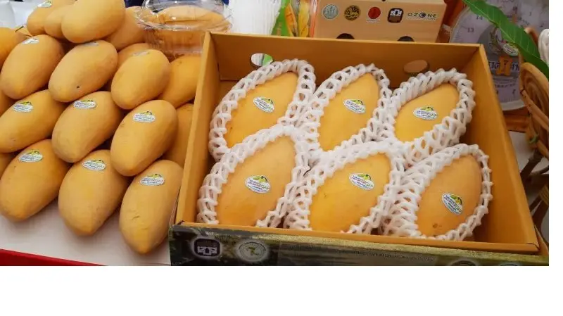 "มะม่วงหนองวัวซอ"ล้น พาณิชย์จังหวัดเร่งหาจุดขายระบายผลผลิต