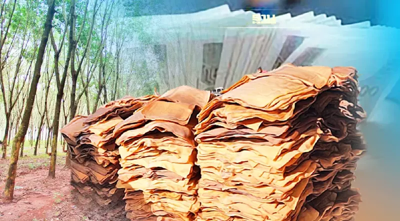 ไฟเขียวชดเชยดอกเบี้ยซื้อยาง 2 หมื่นล้าน ดีเดย์ยื่นคำขอ 1 - 30 เม.ย.นี้