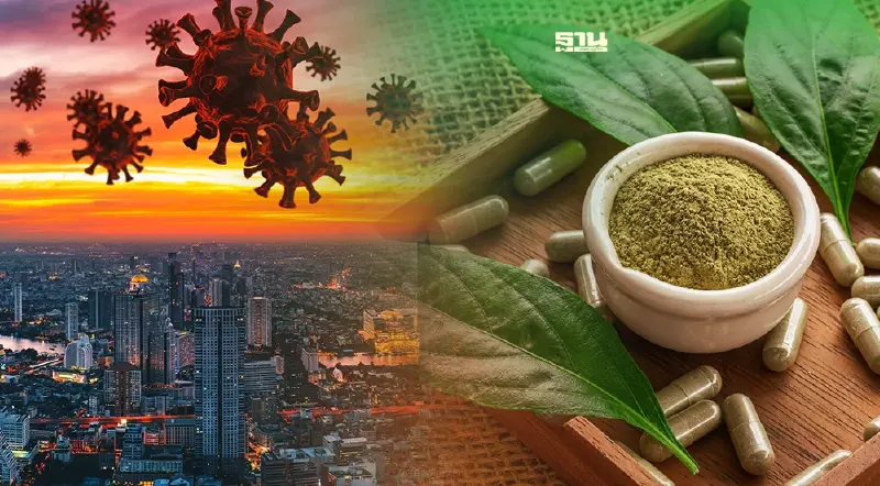 รับ "ฟ้าทะลายโจร" ฟรี ติดเชื้อโควิดกลุ่มสีเขียวพื้นที่ กทม. เช็คที่นี่