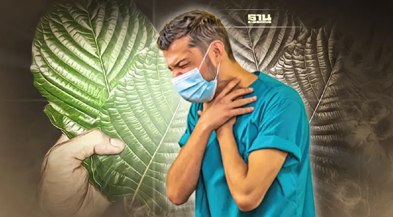 พืชกระท่อม ช่วยยับยั้งเชื้อโควิด 19 ได้หรือไม่ ที่นี่มีคำตอบ 