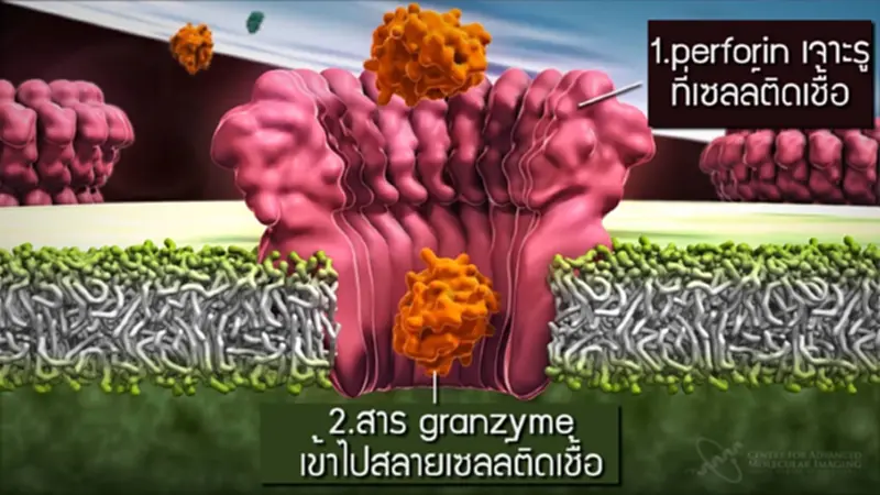 APCO จัด Science Talk ให้ความรู้นวัตกรรมเพิ่มเซลล์ T พิฆาต พิชิตมะเร็ง-เอดส์ APCO จัด Science Talk ให้ความรู้นวัตกรรมเพิ่มเซลล์ T พิฆาต พิชิตมะเร็ง-เอดส์