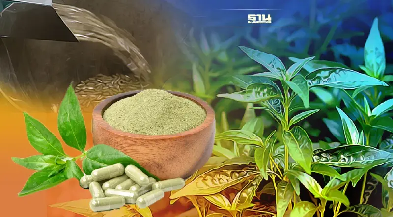 โรงพยาบาลห้วยยอดปั๊มฟ้าทะลายโจรวันละ3หมื่นแคปซูลสู้โควิดภาคใต้