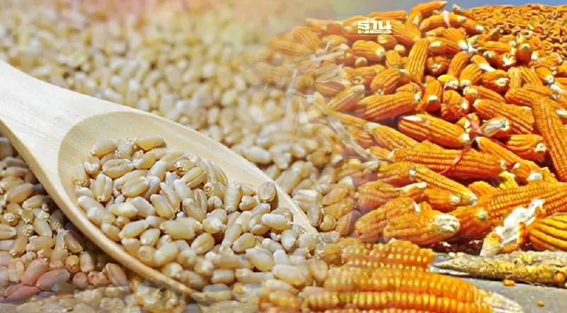 สมาคมผู้ผลิตอาหารสัตว์ไทย บอยคอต ลาประชุมผ่อนปรนมาตรการ นำเข้าข้าวสาลี 3:1