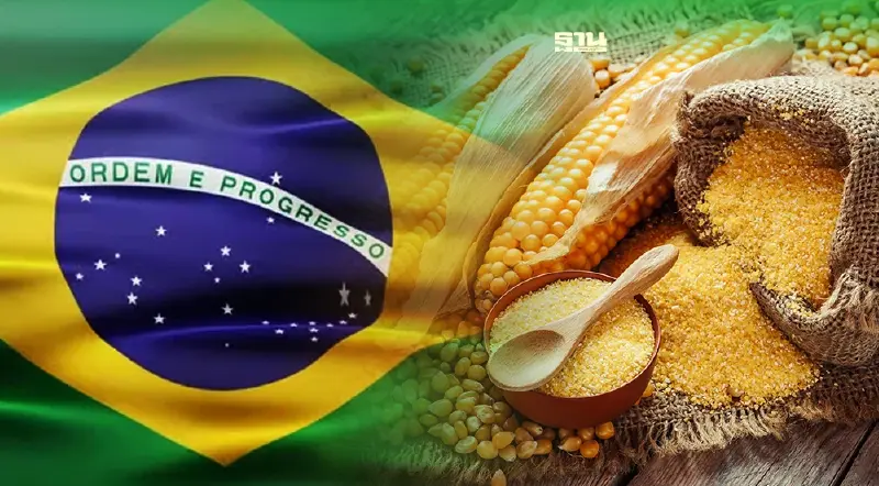 โลกช็อก "บราซิล” เก็บภาษีส่งออก "ข้าวโพด" โลกช็อก "บราซิล” เก็บภาษีส่งออก "ข้าวโพด"