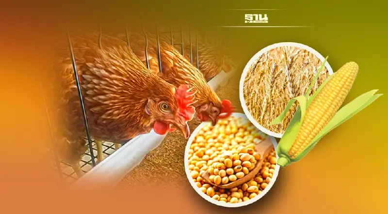 วิกฤติยูเครนป่วนไทย 52 บริษัทอาหารสัตว์ขาดวัตถุดิบ จ่อปิดไลน์ผลิต