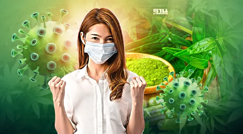 นักวิจัยเผยสารสกัดจากกัญชา CBD อาจยับยั้งการติดเชื้อโควิดได้