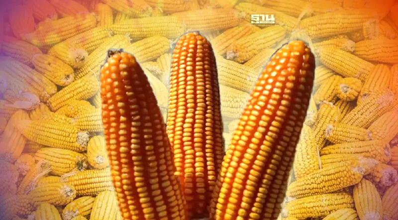 ส่อพิรุธ “กักตุนข้าวโพดเลี้ยงสัตว์”แนะรัฐตรวจสต๊อกพ่อค้า