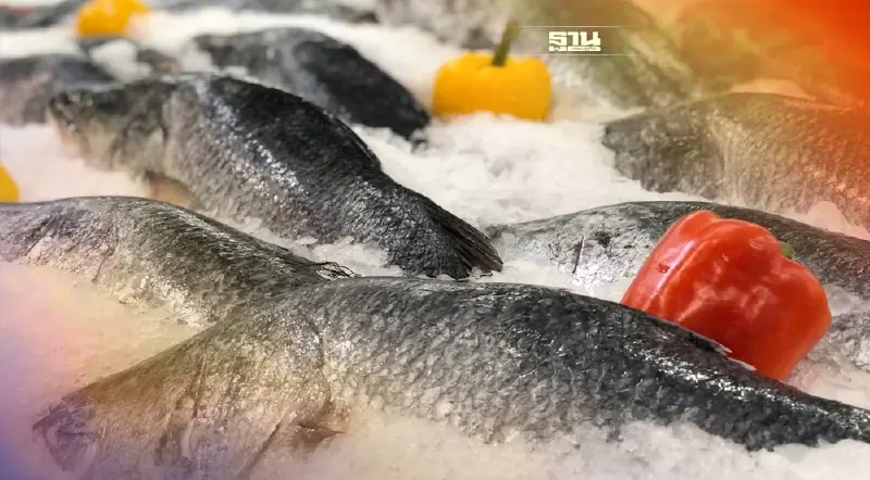 จ่อขึ้นทะเบียนสินค้าGI"ปลากระพงสามน้ำเลสาบสงขลา"