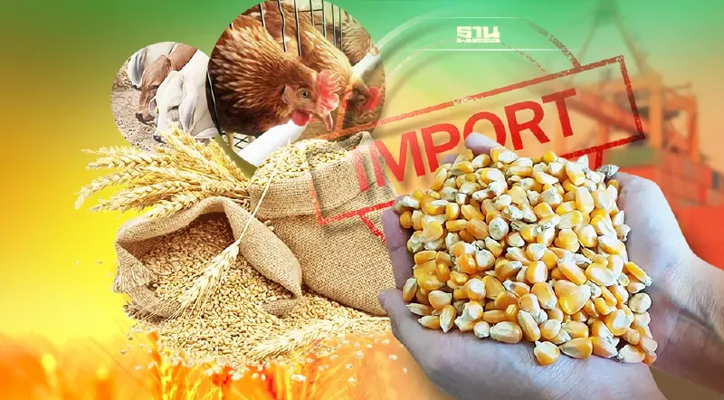 อาหารสัตว์วัดใจ หยุด-ไปต่อ รัฐบีบเร่งนำเข้าข้าวสาลีใน 3 เดือน ไม่ตอบโจทย์