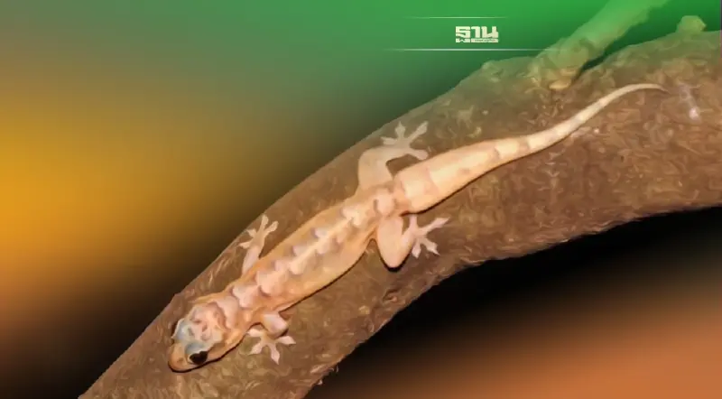 ไทยพบ “จิ้งจก” ชนิดใหม่ ครั้งแรกของโลก