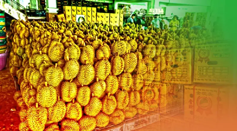 ชาวสวนเฮ ราคาทุเรียนในจีนสูงกว่าปีที่แล้วเกือบ 40%