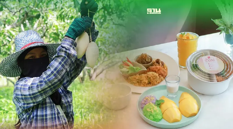 ‘เอส แอนด์ พี’ ส่งเสริมเกษตรผู้ผลิตมะม่วง รับซื้อผลผลิตรังสรรค์เมนูดับร้อน
