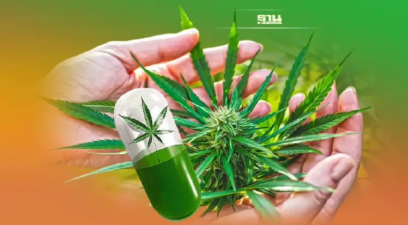 ฟิกเซอร์ ซิสเท็ม เดินเกมรุก “กัญชา” จากปลายน้ำสู่ต้นน้ำ