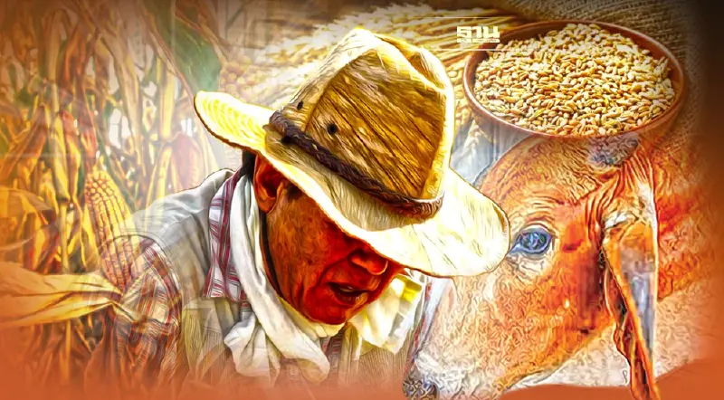 เว้น มาตรการรับซื้อข้าวโพด 3:1 ออกฤทธิ์ ทุบราคาร่วง โรงงานหยุดรับซื้อ