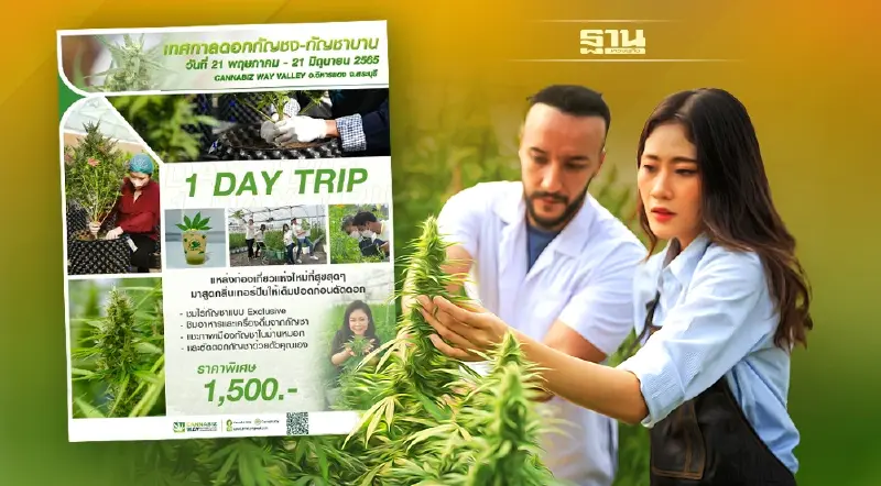 CW ติวเข้มคอร์สก้าวสู่เส้นทางสายเขียวรองรับปลดล็อคกัญชง-กัญชาพ้นยาเสพติด