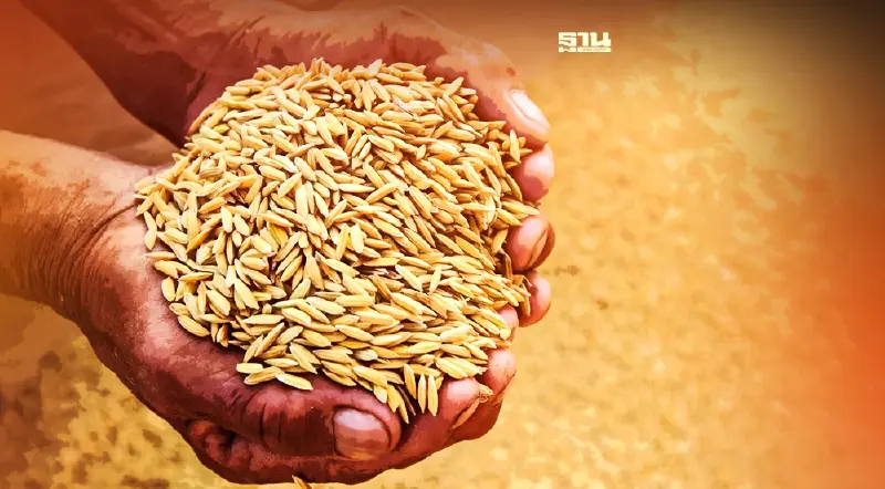 แจก 6 พันธุ์ข้าวทรงปลูกพระราชทาน เนื่องในวันพืชมงคล 2565  ดูวิธีลงทะเบียน