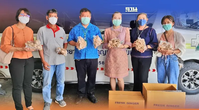 พาณิชย์ลำพูน เดินหน้าช่วยผู้ผลิตขิง ขายผ่านออนไลน์ 4 พันโล